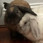 Byron and Gary the Buns - @byronandgarybuns - Instagram