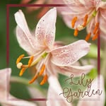Lily Garden - Cebulki kwiatowe - @lilygarden_pl - Instagram