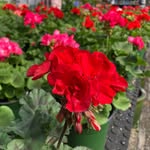 Gary’s Garden Center - @garysgardencenter - Instagram