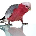 Gary the Australian Galah - @garythepinkchicken - Instagram