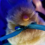 Gary The Chick - @lamgaryirequireattention - Instagram