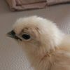 Gary The Chick - @gary_chick - TikTok