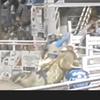 Gary Chiles - @bullrider69420 - TikTok