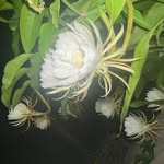 Gary Chiou - @garychiou1972 - Instagram