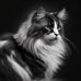 Gary Choi - Facebook