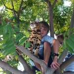 Gary Colby - @san_diego_bengal_cats - Instagram