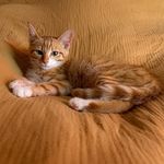 🧡 Gary Copper Z 🧡 - @gary_copper.z - Instagram