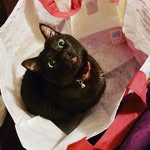 Gary Loveall - @gary.cornelius.theblackcat - Instagram