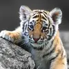 garycornelius281 - @garycornelius281 - TikTok