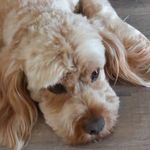 Gary Covel - @chintowin - Instagram