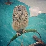 Gary Coyne - @garysfeatheredfriends - Instagram