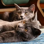 🐾😻☘PHOEBE & GARY , Daily Life☘🐾 - @phoebe.and.gary - Instagram