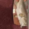 Gary Dales - @gary.dales8 - TikTok