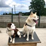 Gary Daly - @4bluepawz - Instagram