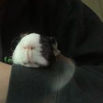 Gary grayson dancer - @gary.theguinea.pig - Instagram