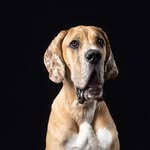 Gary the Greatest Dane - @gary_the_greatest_dane - Instagram