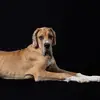 Gary The Greatest Dane - @gary.the.great.da - TikTok