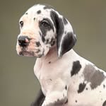Gary.The.Great.Dane - @gary.the.great.dane - Instagram