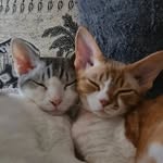 Cat Divas - @gary_and_darcy - Instagram
