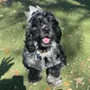 Gary De Berry Cocker - @gary878 - TikTok