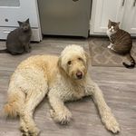 Link, Dunkin, and Gary - @link.dunkin.gary - Instagram