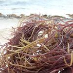 Gary Anthony Dyer - @salmonpointorganics - Instagram