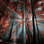 Gary Dyer - @heybridgeguvnor - Instagram