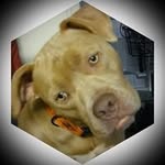 Gary Eddy - @muttsaver - Instagram