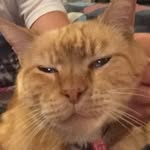 Gary Elder - @garythecat21 - Instagram