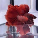 Gary Eng - @betta.gary - Instagram