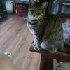 garystevenson82 - @bussycat54 - TikTok