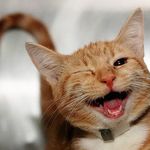gary el gato - @gary_mr.cat_fails - Instagram