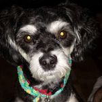 Gary Fain - @discovery5_dogs - Instagram