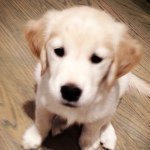 Gary Fallon - @jimmysdoggary - Instagram