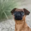 GaryBGriffon - @garybgriffon - TikTok