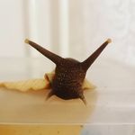 Gary Garrison - @snailsquirt - Instagram