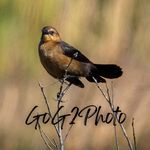 Gary Garrison - @gog2photo - Instagram