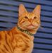 Galavanting Gary the Ginger Cat - Facebook