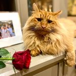 Gary - @_ginger_gary - Instagram