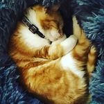 Gary - @gary_the_ginger_cat - Instagram