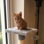@gary_ginger_cat - Instagram