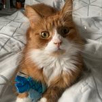 Gary - @ginger_cat_named_gary_ - Instagram