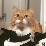 Gary The Ginger Ninja - @gary_the_ginger_ninja - Instagram
