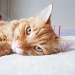 Ginger Gary - @ginger.gary - Instagram