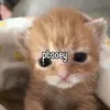 gooofygary - @gooofygary - TikTok