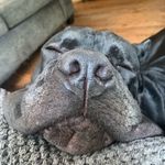 Garrison Bear Mastiffson - @gary_bear_goff - Instagram