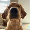 Gary The Golden 💛 - @gary.the.goldy - TikTok