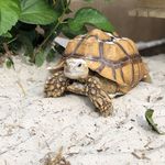 Big Gary - @goliath_gary - Instagram