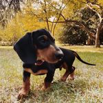 Gary Goodspeed - @gerbear_the_dachshund - Instagram