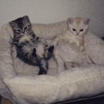 Gary & Grace 😺 - @gary.grace.18 - Instagram
